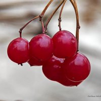 Ягоды калины. :: Светлана Ищенко