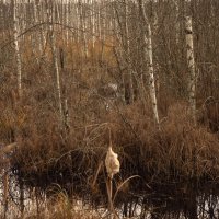 болотистая местность :: fogmeadowww m