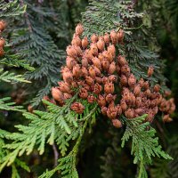 *** :: Валерий Пославский