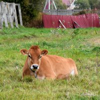 Московская область. Серпухов. Ферма «Русский страус». :: Наташа *****