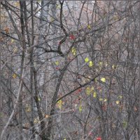 Листочки :: Алексей Хвастунов