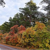 Природа Куршской косы. :: Валерия Комова