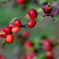 Кизильник... :: Николай Саржанов