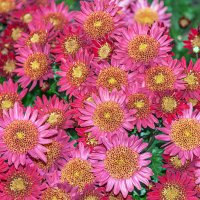 Любование! :: Варвара 