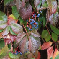 *** :: Оксана Новик 