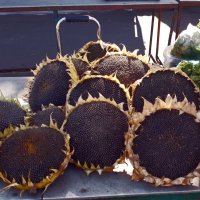 *** :: Валентина Береснева