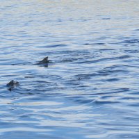 2, Горбуша в море :: ИРЭН@ . 2, Горбуша в море :: ИРЭН@ .