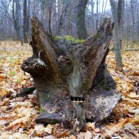 Гадаем о погоде на Дмитриев день..:-) :: Андрей Заломленков Гадаем о погоде на Дмитриев день..:-) :: Андрей Заломленков