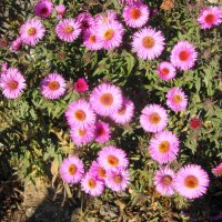 цветики ноября... :: Галина Флора