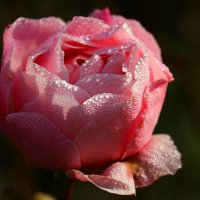 Доброе утро :: Юрий. Шмаков