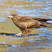 Чёрный коршун :: Николай Волков