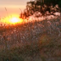 *** :: Иваннович *