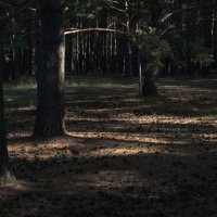 *** :: Наталья Покацкая