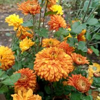 Осенние хризантемы :: Мария Васильева