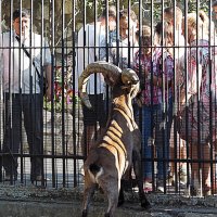 кто кого рассматривает :: Олег Лукьянов кто кого рассматривает :: Олег Лукьянов