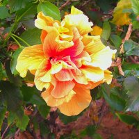 Гибискус. :: Argaman Табашник