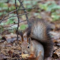 Без суеты. :: Александр Кондаков