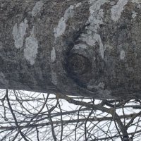 Внимательный взгляд :: Ольга Савельева 