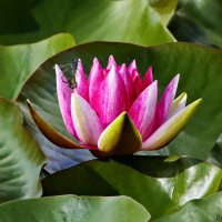 Кувшинка :: Laryan1 