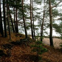 Репино :: Наталья Герасимова Репино :: Наталья Герасимова