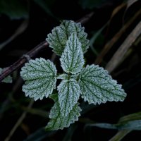 Первый иней в октябре. :: Олег Фролов Первый иней в октябре. :: Олег Фролов