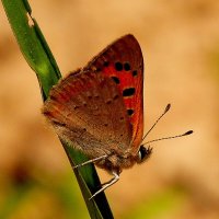 опять про бабочек...12 :: Александр Прокудин опять про бабочек...12 :: Александр Прокудин