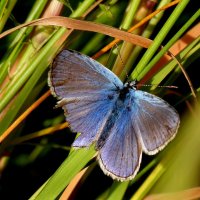 опять про бабочек...15 :: Александр Прокудин