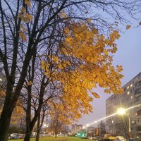 Осень :: Сапсан 