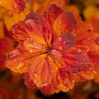 Красные лепестки осени :: Олег Фролов