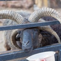 Карачаевская четырехрогая овца :: Максим 