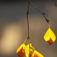 Свет :: Светлана Тихонина