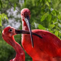 Ибис алый :: SanSan 
