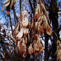 Осенние серёжки :: Людмила Смородинская