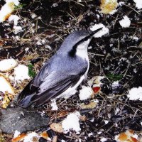 Поползень обедает :: Людмила Смородинская