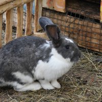 Московская область. Серпухов. Ферма «Русский страус». :: Наташа *****