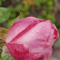 В рассветной тиши капли блестят на розе :: Валерий Ткаченко