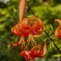 Лилии. :: Петр Беляков