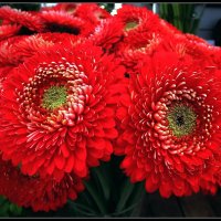 Цветок герберы — это тайна, и в ней улыбка говорит. :: Ольга Довженко