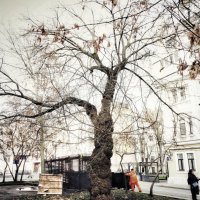 Дерево в городе :: svk *