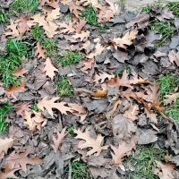 Осенние листья :: Дмитрий Никитин