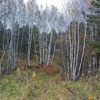 Березки :: MILAV V