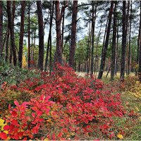 Краски осени. :: Валерия Комова