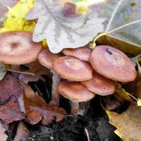 Прячутся опята от холодов под листьями.. :: Андрей Заломленков