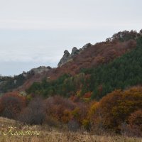 Природа Крыма :: Amazing Cosmea