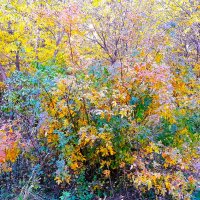 Осень изобразила кисти трепета полёт :: Hope 