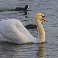 лебеди :: Giant Tao /