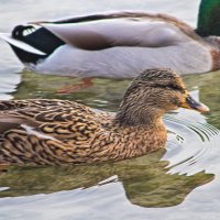 Кряква. :: Giant Tao /