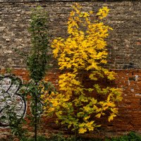 Слияние разных цветов :: Олег Фролов Слияние разных цветов :: Олег Фролов