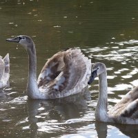 Лебединая молодежь :: Рита Симонова