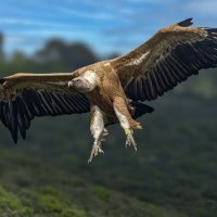 На посадку :: Shmual & Vika Retro